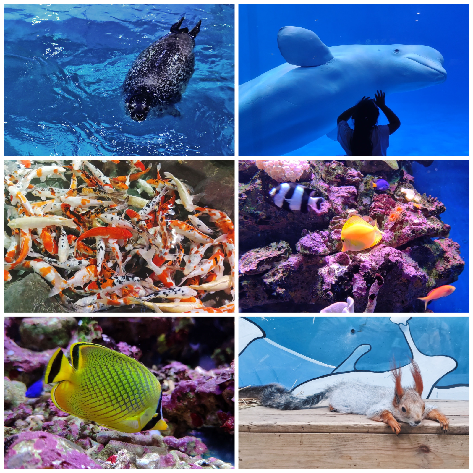 20210915_初秋的青岛之行Day3-4.海洋世界.png /blog/游记/附件/2021/20210915_初秋的青岛之行Day3-4.海洋世界.png