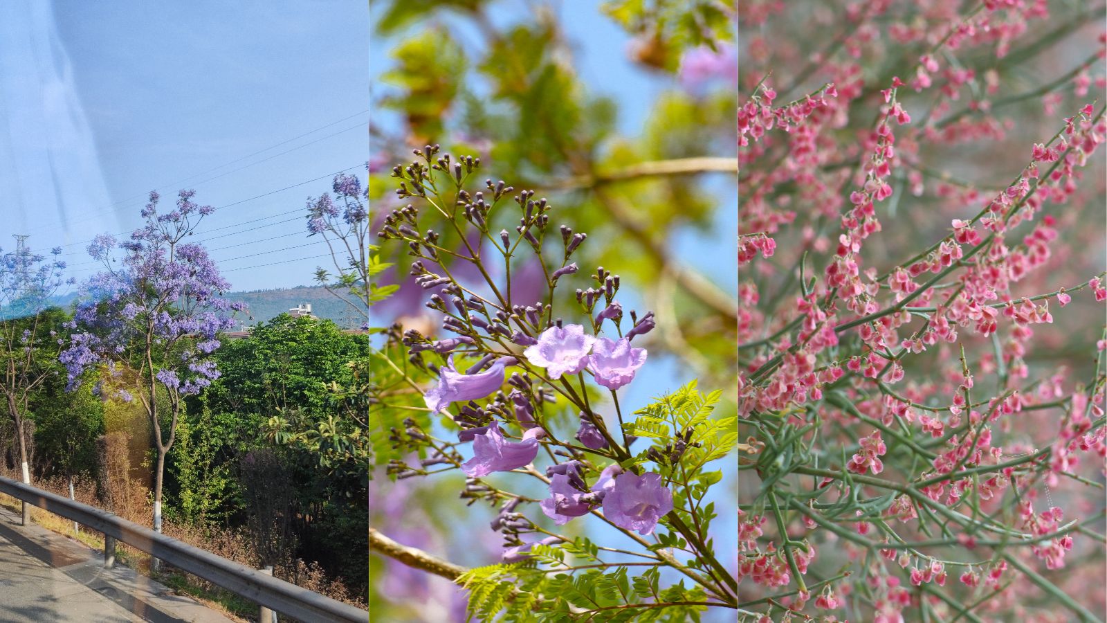 路边花 /blog/游记/附件/2024/20240422_匆忙的云南之行.day2.路边花.jpg